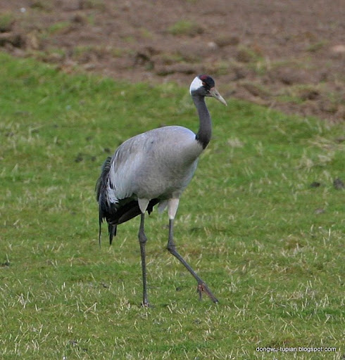 Common Crane动物图片Animal Pictures