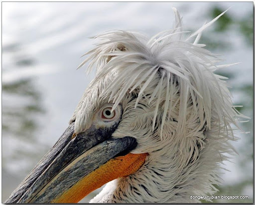 Dalmatian pelican动物图片Animal Pictures