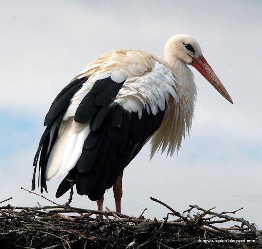 White Stork动物图片Animal Pictures