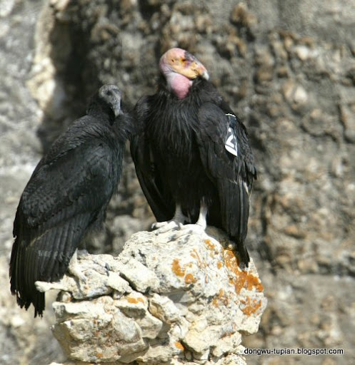 California Condor动物图片Animal Pictures
