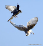 falcon动物图片Animal Pictures