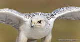 Gyrfalcon动物图片Animal Pictures