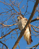 red tailed hawk动物图片Animal Pictures