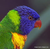 Rainbow Lory动物图片Animal Pictures