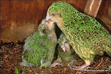 Kakapo动物图片Animal Pictures