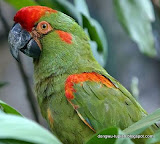 Red-fronted Macaw动物图片Animal Pictures