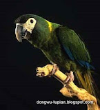 Yellow-collared Macaw动物图片Animal Pictures