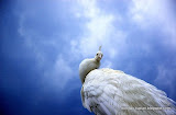 动物图片Animal Pictures- White Peacock