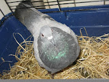 动物图片Animal Pictures Stock Pigeon