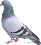 动物图片Animal Pictures- domestic pigeon