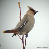 Bohemian Waxwing动物图片Animal Pictures
