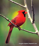 Cardinal动物图片Animal Pictures