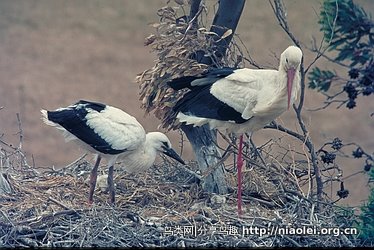 世界各国确定“国鸟”的重大意义 - 陈明远 - 陈明远的博客 世界各国确定“国鸟”的重大意义 - 陈明远 - 陈明远的博客