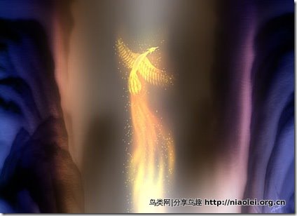 凤凰鸟 | niaolei.org.cn 鸟类网图片