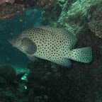 Fischi