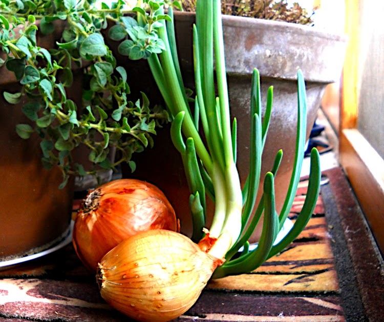 The 6x8 garden What to do with sprouted onions?