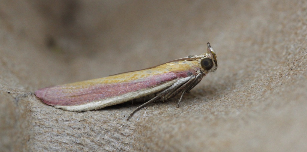 [10_07_27_longfield_198_oncocera_semirubella[2].jpg]