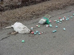 [easterblate[7].jpg]