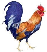 171rooster_3