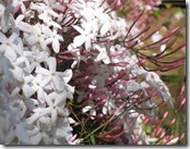 star-jasmine-de