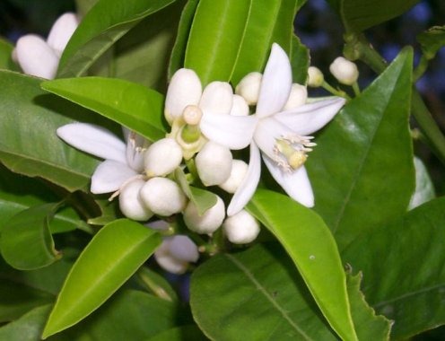 [florida-orange-blossom[2].jpg]