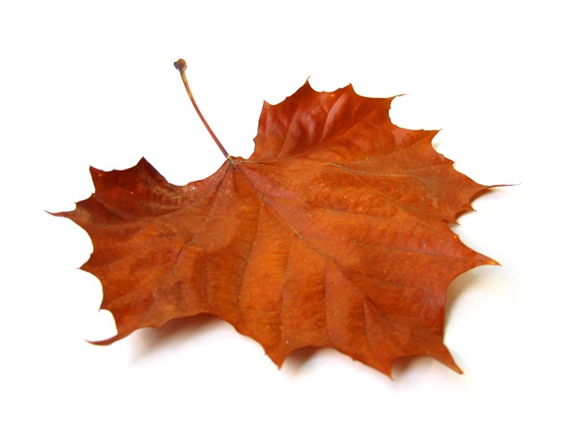 [fall-leaf-01[9].jpg]