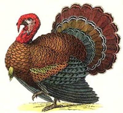 [turkey[4].jpg]
