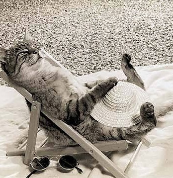 [CatRelaxing[7].jpg]