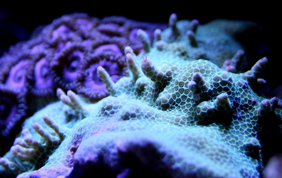 Montipora Or Porites Or