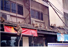 Tailandia 2004