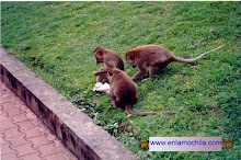 Tailandia 2004