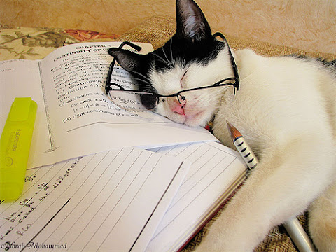 gato estudiando