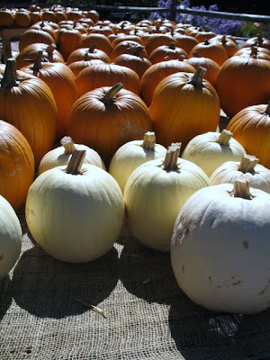 Ive never seen white pumpkins before