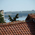 P6275630.JPG