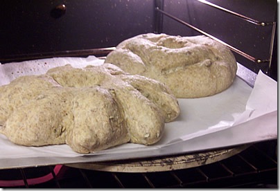 BBA-sunflower-seed-rye 036