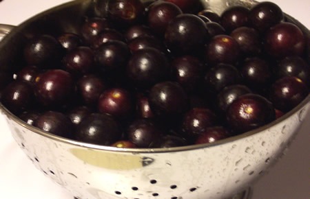 [muscadinejelly0019.jpg]