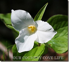 805-Trillium 805-Trillium