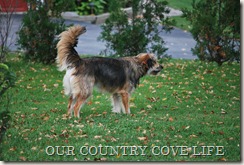DSC_0009 DSC_0009