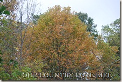 DSC_0084 DSC_0084