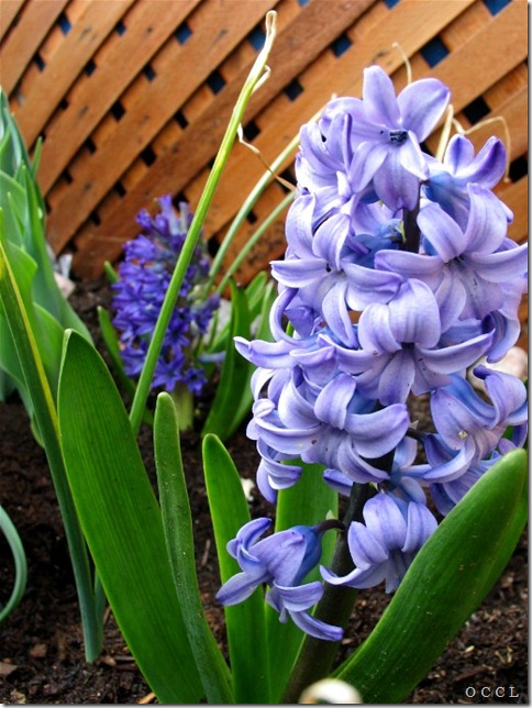 spring flowers hyacinths