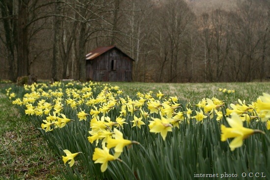 [field-yellow-spring-wild-flowers[8].jpg]