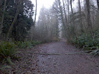 Downed Tree Photo