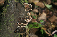 Lichen Photo