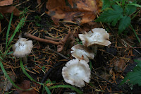 Fungi Photo