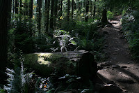 Fallen Tree Photo