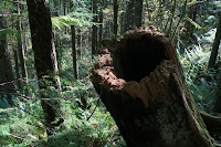 Hollowed out Tree Photo