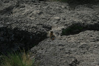 Mountain Squirrel Photo