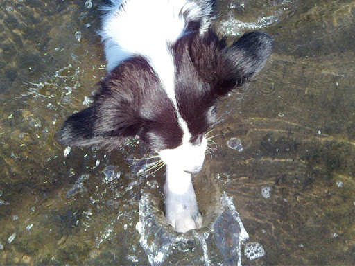 FINALE du concours " Nos Borders et l'eau". Votez jusqu'au 22 août 2010 Fly-eau001