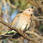 Laughing Dove
