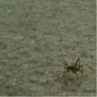 Basement grasshopper